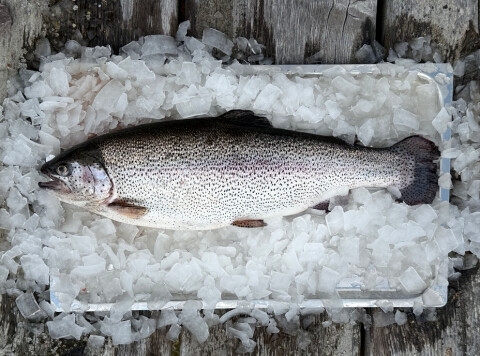 Approximately six tonnes of rainbow trout weighing 4 kilos and upwards are produced in the first batch by Älvdalslax.