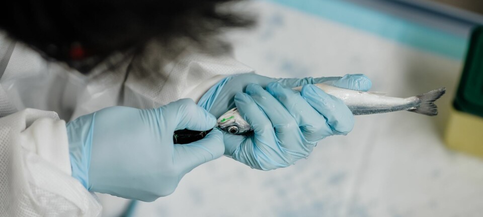Onda launches new tool in fight against fish disease
