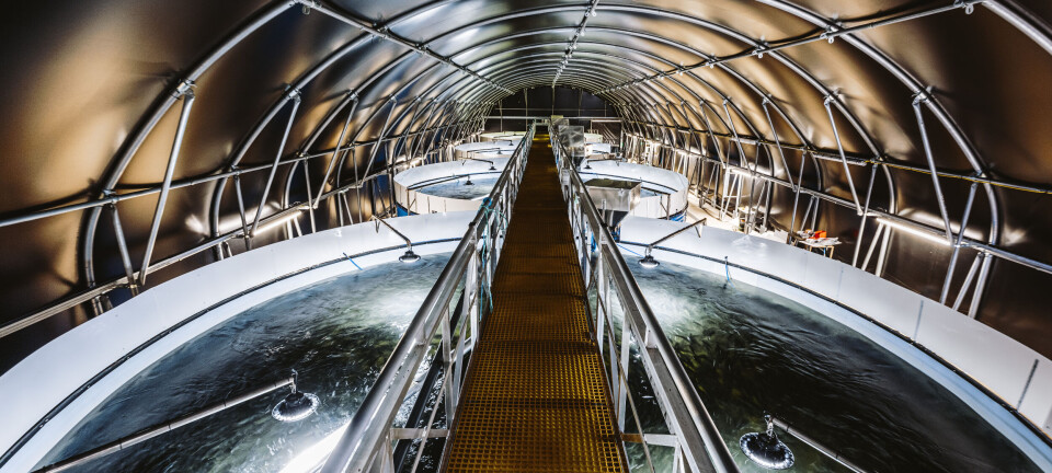 Tunnel vision pays dividends at Scottish Sea Farms hatchery
