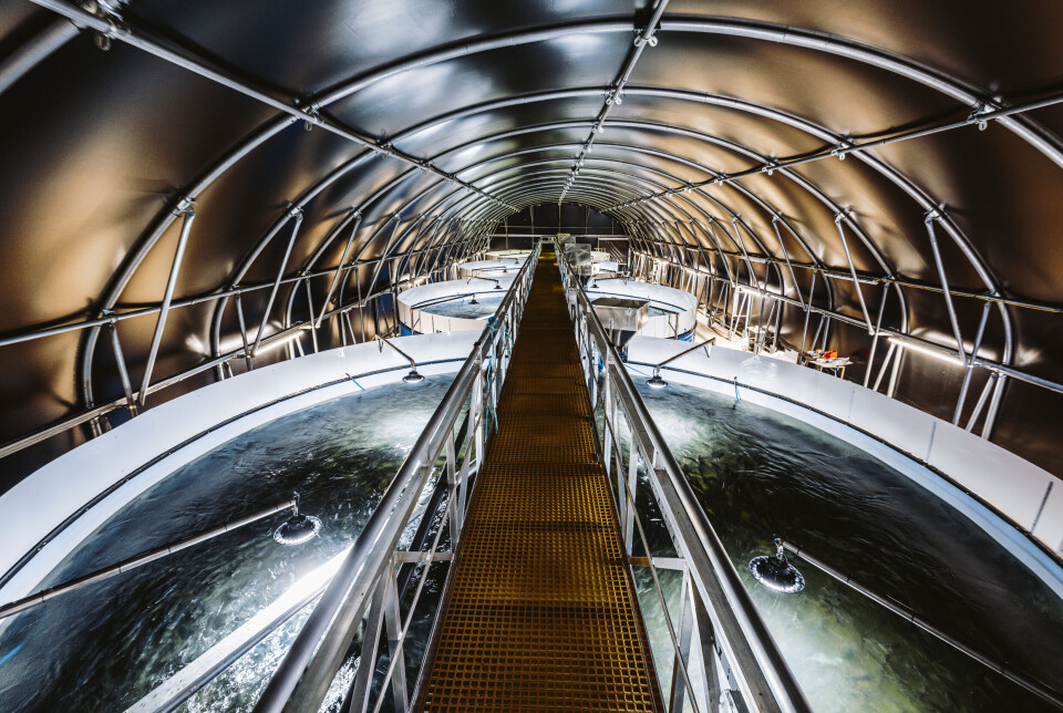 Scottish Sea Farms has replaced a number of 3-metre open air tanks with five 8-metre tanks in a lightproof polytunnel at its Knock hatchery.