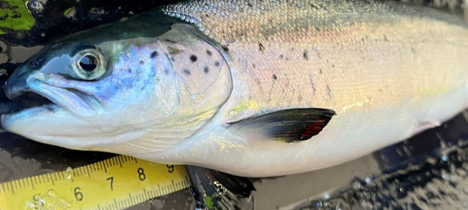 Study: smolts raised in warmer water kept growing faster at sea