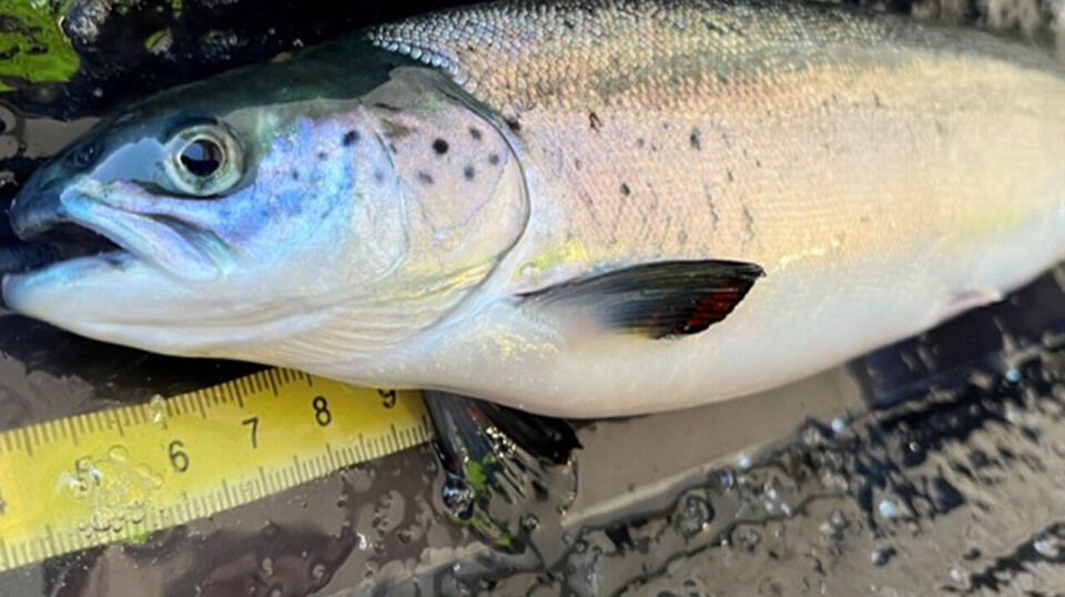 The fish’s growth in the sea was best for those that had lived in relatively warm water
during the freshwater phase.
