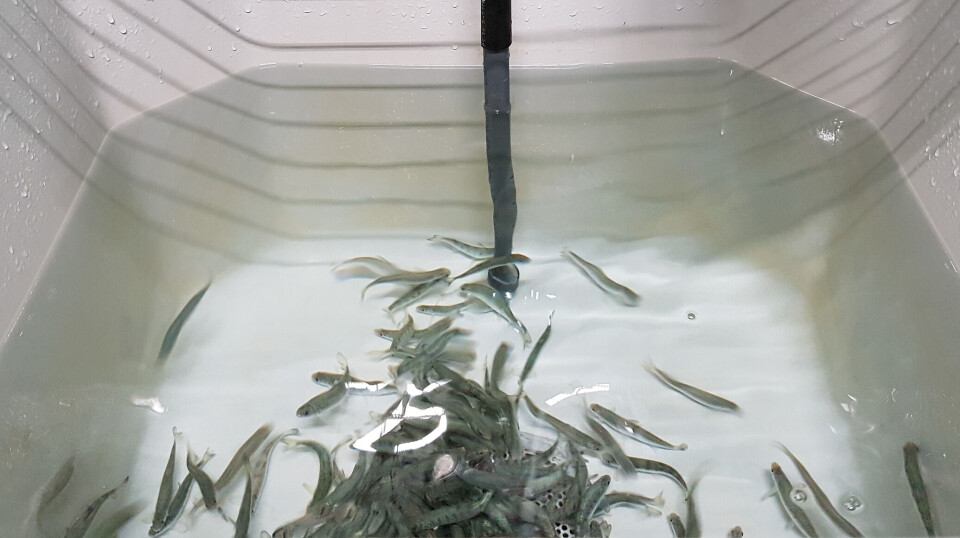 Fish in flow-through tanks with tightly controlled temperature at Nofima’s
aquaculture research station in Sunndalsøra.