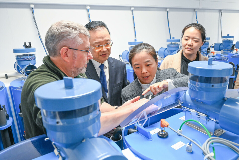 Visitors from the Chinese Academy of Fisheries Scientists (CAFS) are shown one of the tanks by NATIH manager Alastair McPhee. The research facility has several tank set-ups, each with a separate recirculating aquaculture system (RAS) with its own filter. It also has flow-through tanks for pathogen challenges.