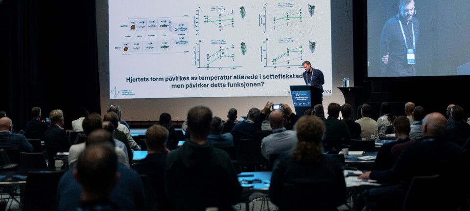 Warm water can affect salmon heart shape very early in life stage