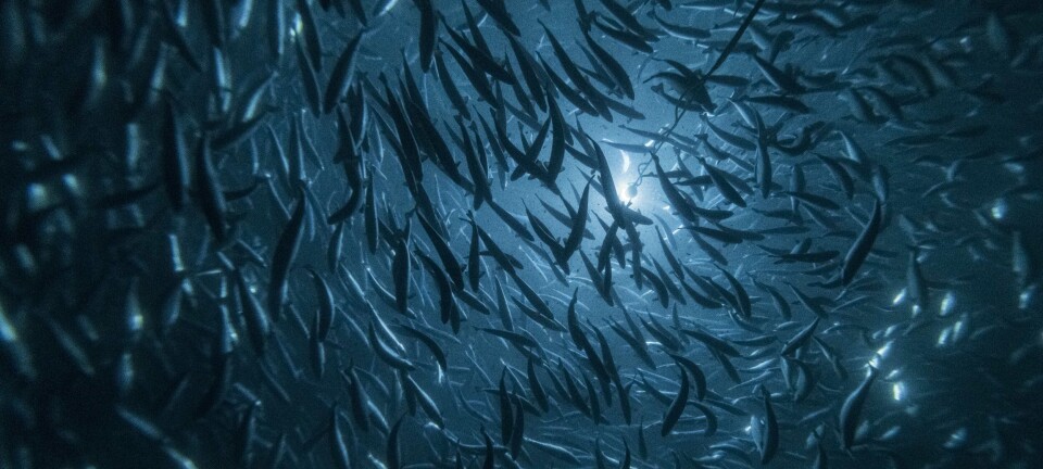 Andfjord Salmon expands its collaboration with Clarify
