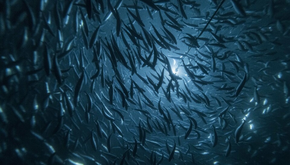 Andfjord Salmon expands its collaboration with Clarify