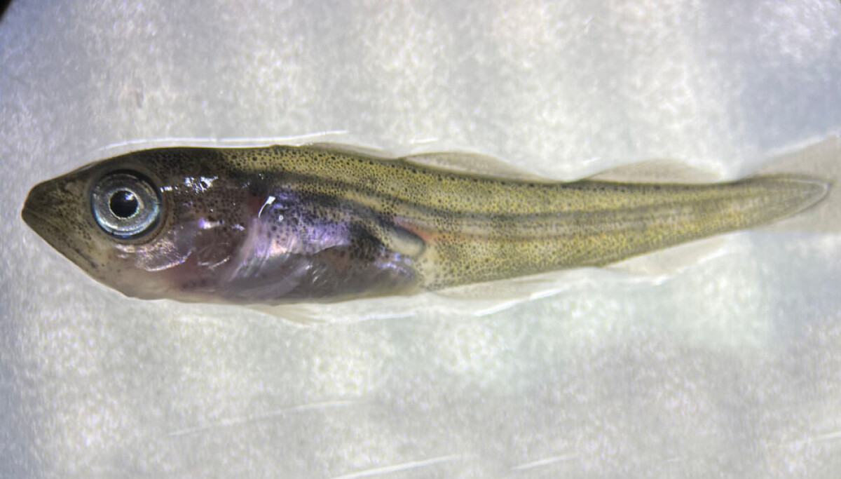 'Next-generation' diet launched for cod larvae